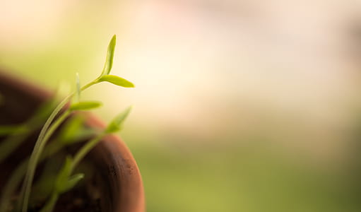 closeup photo of green leaves plant thumbnail