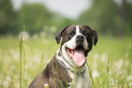 tilt shift focus photography of tan and white dog sitting on grass field thumbnail