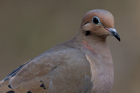 selective focus photography of brown bird thumbnail
