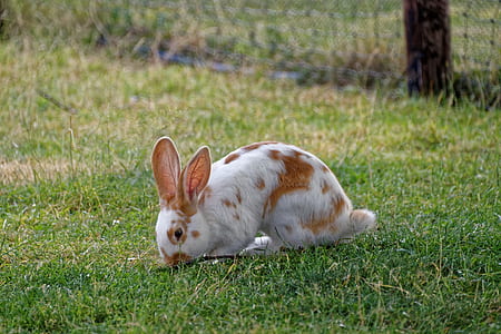 white and brown rabbit thumbnail