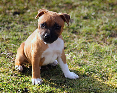 brown and white short-coated puppy sitting on green grass thumbnail