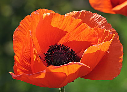 blooming orange poppy flower in close-up photography during daytime thumbnail
