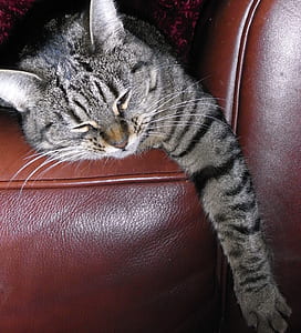 silver tabby cat lying on brown sofa thumbnail