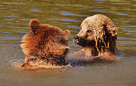 two grizzly bears on body of water thumbnail
