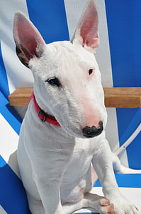 close-up photo of medium white short-coated dog thumbnail