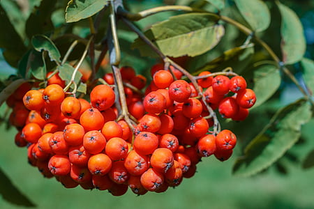 bunch of orange fruits thumbnail