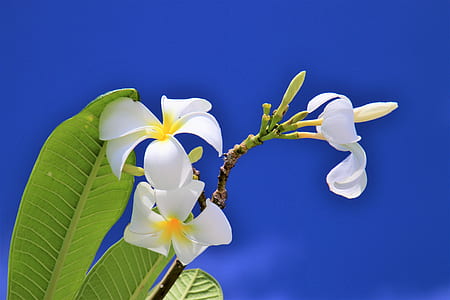 low-angle view of white petaled flower thumbnail
