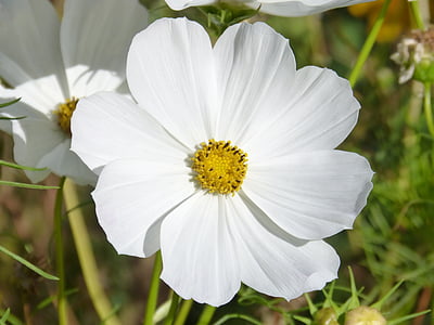 white daisy thumbnail