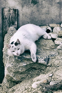 white cat on stone thumbnail
