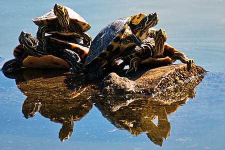 Four Brown Turtles on Brown Log thumbnail