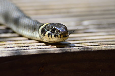 selective focus photography of snake thumbnail