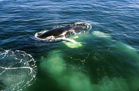 Humpback Whale in Cape Cod, Massachusetts thumbnail