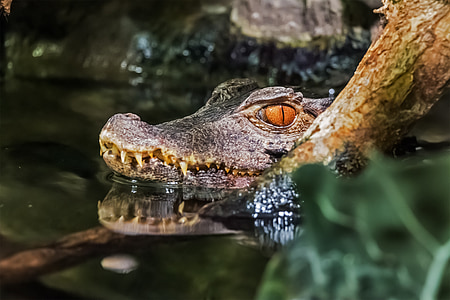 photo of crocodile in body of water thumbnail