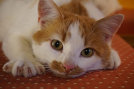 orange cay laying on red mattress thumbnail
