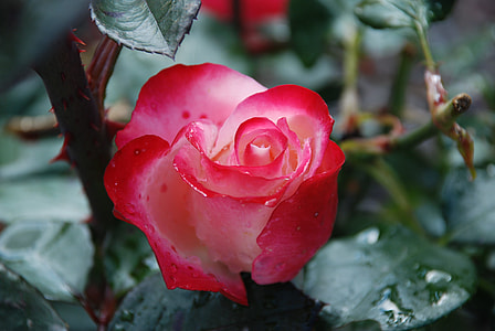 shallow focus photography of red rose thumbnail