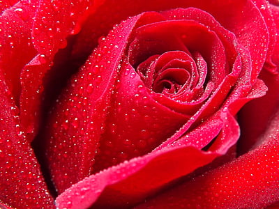 red rose with water dew closeup photo thumbnail