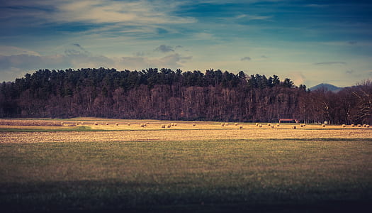landscape photography of trees and green grass field thumbnail