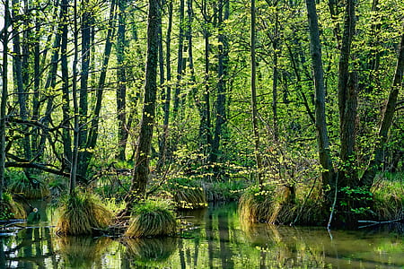 bayou during daytime thumbnail