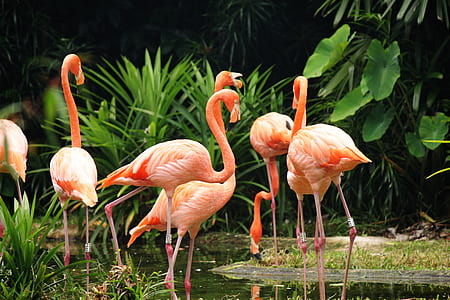 flock of pink flamingos on body of water\ thumbnail