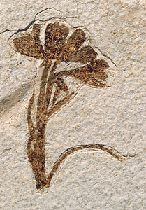 brown flower sticker on white concrete surface thumbnail