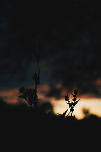silhouette of plants photography thumbnail