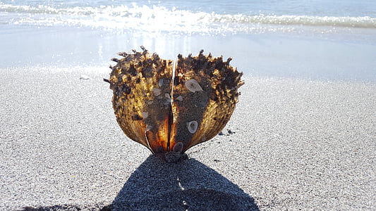 brown seashell on seashore thumbnail