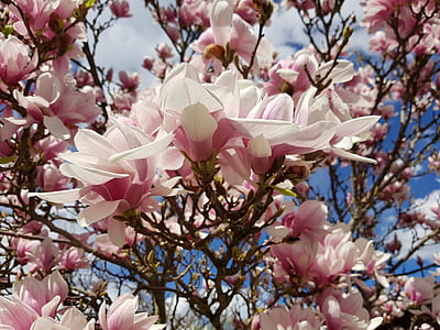 white-and-pink petaled flowers during daytime thumbnail