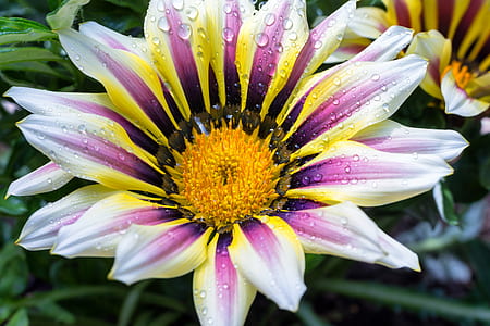 purple, yellow, and white gazania flower thumbnail