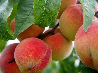 red apple thumbnail
