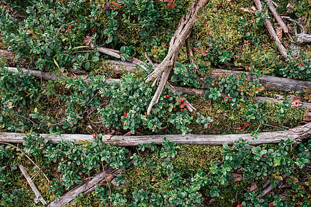 Lingonberry in the forest thumbnail