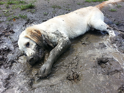 yellow Labrador Retriever puppy lying on mud during daytime thumbnail