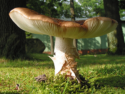 brown mushroom surrounded by grases thumbnail