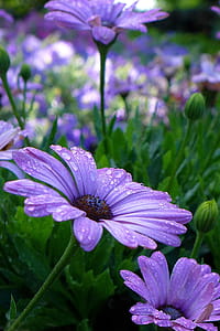Purple African Daisies - an annual native to South Africa. Also called Blue-eyed Daisy, Cape Daisy, and Osteo. thumbnail