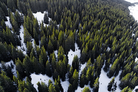 green, trees, plant, nature, forest, snow thumbnail