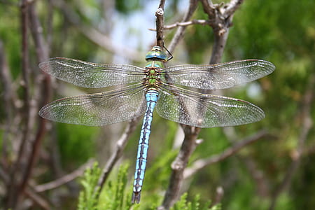 selective focus photography of blue dragonfly perched on bared twig thumbnail