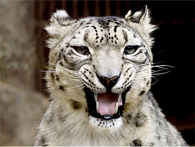 albino tiger thumbnail