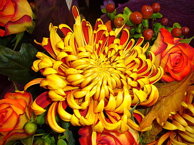 close-up photo of yellow-and-orange roses and spider chrysanthemum flower thumbnail