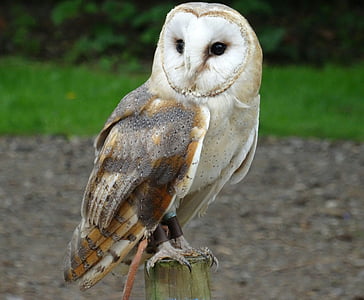 shallow focus photography of brown, white, and black owl thumbnail