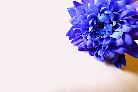 macro photography of blue Dahlia flower thumbnail
