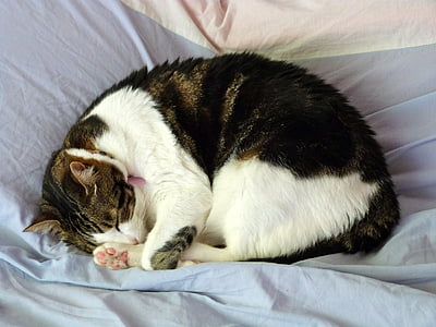 black and white cat lying on gray textile thumbnail
