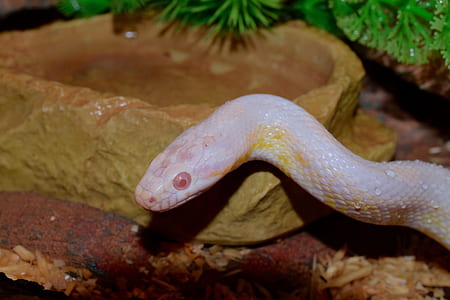 selective focus photography of beige snake thumbnail