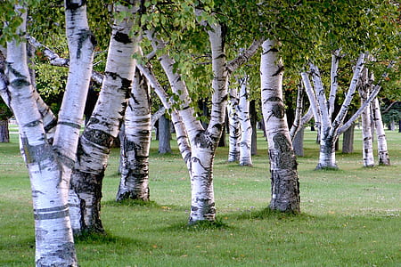 green leafed trees on grass lawn during daytime thumbnail