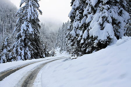 snow-covered road and trees on side thumbnail