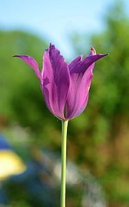 purple tulip in bloom at daytime thumbnail
