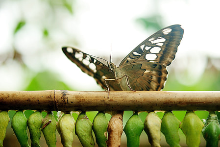 brown butterfly near cocoons thumbnail