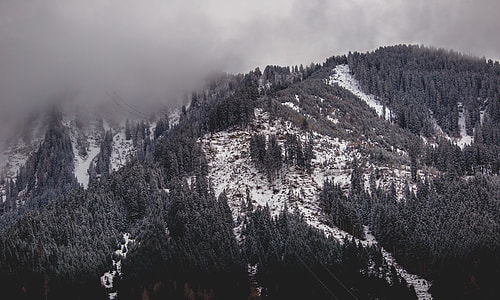 mountain with trees covered in fog thumbnail
