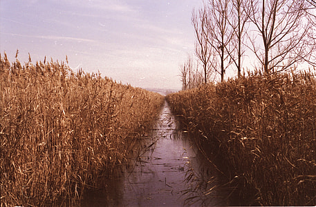 water between rice crops thumbnail