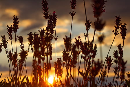 Silhouette Photo of Grass Under Gray Clouds during Golden Hour thumbnail