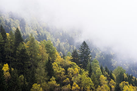 field of green trees below fogs thumbnail