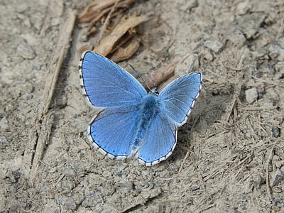 silver blue studded butterfly in closeup photography thumbnail
